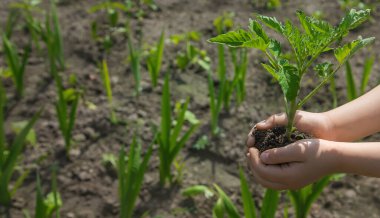 Çocuk bahçede domates ekiyor. Seçici odaklanma. insanlar.