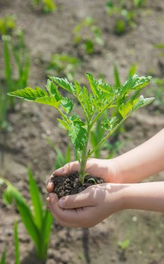 Çocuk bahçede domates ekiyor. Seçici odaklanma. insanlar.