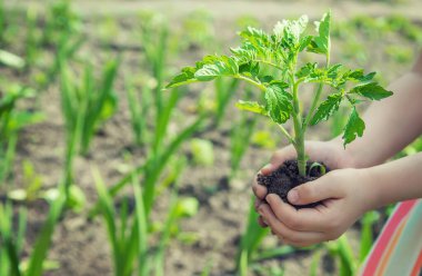 Çocuk bahçede domates ekiyor. Seçici odaklanma. insanlar.