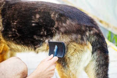 Köpek tüyü ile savaşıyorum. Seçici odaklanma. Hayvanlar.