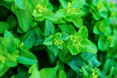 Bir serada nane yetiştiriyorum. Seçici odaklanma. Doğa