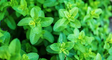 Bir serada nane yetiştiriyorum. Seçici odaklanma. Doğa