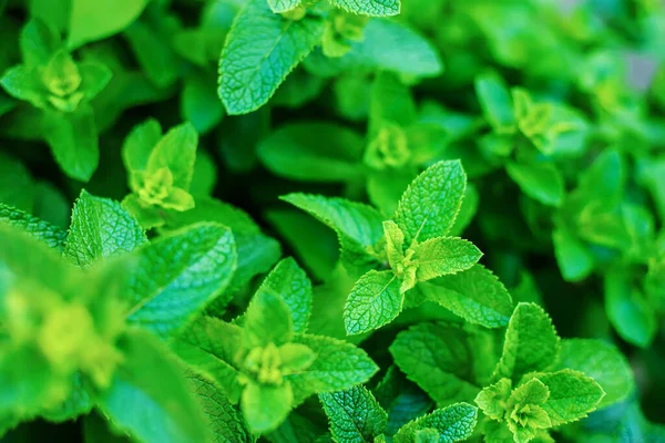 Tumbuh Mint Rumah Kaca Focus Nature Selektif — Stok Foto