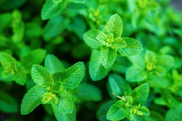 Menta Crescente Una Serra Focus Nature Selettivo — Foto Stock