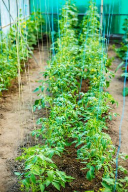 Serada yetişen genç bitkiler. Doğa.