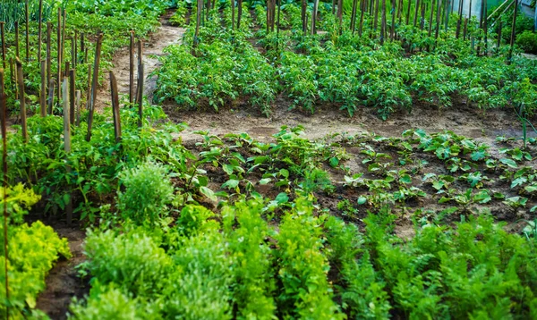 Rzędy Młodych Roślin Rosnących Szklarni Natura — Zdjęcie stockowe