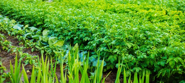 Las Filas Plantas Jóvenes Que Crecen Greenhouse Nature — Foto de Stock