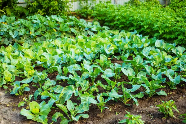 Las Filas Plantas Jóvenes Que Crecen Greenhouse Nature — Foto de Stock