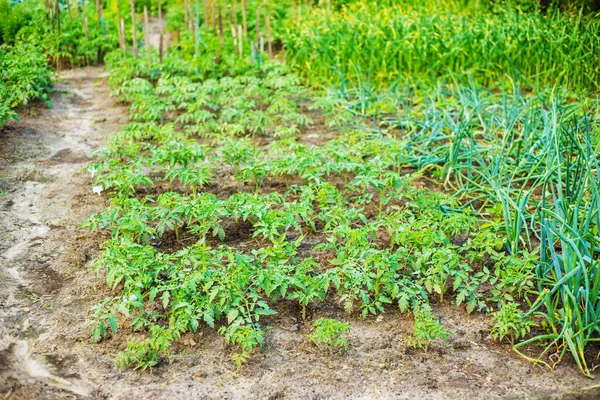 Las Filas Plantas Jóvenes Que Crecen Greenhouse Nature — Foto de Stock