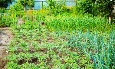 Serada yetişen genç bitkiler. Doğa.