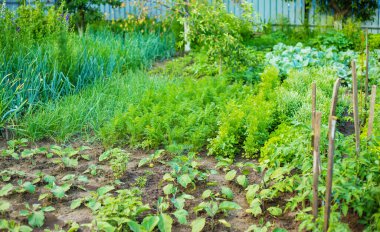 Serada yetişen genç bitkiler. Doğa.