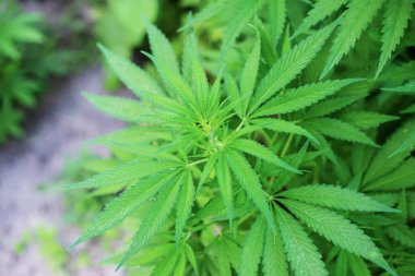 Bir yığın esrar kenevir yaprağı dokusu.Seçici. Doğa