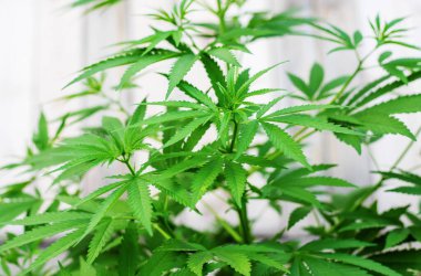 Bir yığın esrar kenevir yaprağı dokusu.Seçici. Doğa