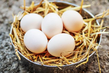 Çiftlikteki samanlıkta taze tavuk yumurtası. Seçici odaklanma. Yemek