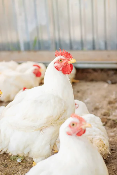 Çiftlikteki tavuk ızgaraları. Seçici odaklanma. Hayvanlar