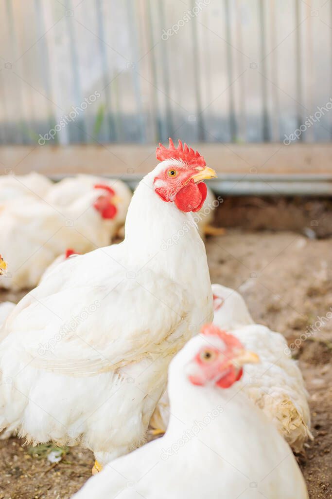 Chickens broilers on the farm. Selective focus.animals