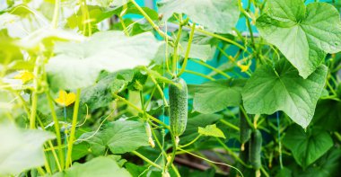 Serada salatalık yetiştirmek. Seçici odaklanma. Yemek