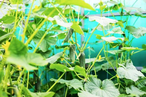 Cultivando pepinos en un invernadero. Focus.food selectivo — Foto de Stock