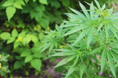 Bir yığın esrar kenevir yaprağı dokusu.Seçici. Doğa