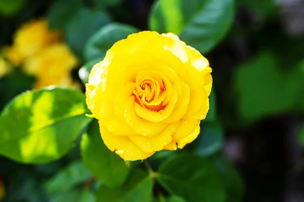 Fleur Rose Fleurissant Dans Jardin Concentration Sélective Nature — Photo