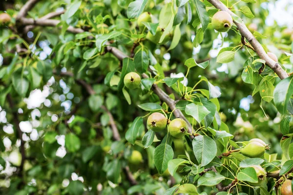 Młode Jabłka Gruszki Drzewie Skupienie Selektywne Natura — Zdjęcie stockowe