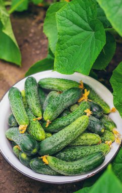 Ev yapımı salatalık topluyorum. Seçici odaklanma. Doğa.