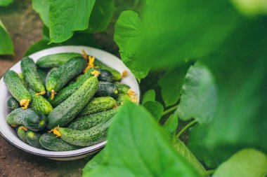 Ev yapımı salatalık topluyorum. Seçici odaklanma. Doğa.