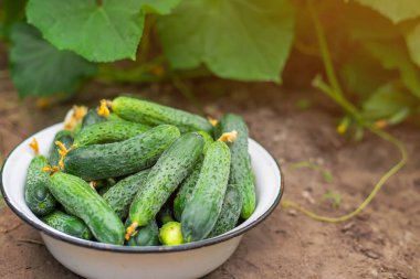 Ev yapımı salatalık topluyorum. Seçici odaklanma. Doğa.