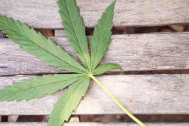 Beton zeminde kenevir yaprakları. Seçici odaklanma. Doğa.