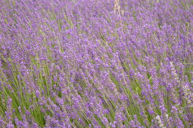 Çiçek açan lavanta tarlası. Yaz çiçekleri. Seçici odak