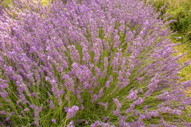 Çiçek açan lavanta tarlası. Yaz çiçekleri. Seçici odak