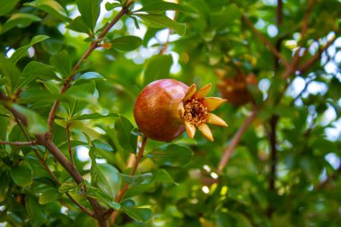 Yapraklı bir ağaçtaki kırmızı nar. Seçici odaklanma. Doğa.
