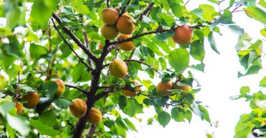 Bahçedeki bir ağaçta kayısı. Seçici odaklanma. Doğa.