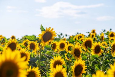 Sahada çiçek açan ayçiçekleri. Seçici odaklanma. Boşluğu kopyala.