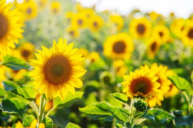 Sahada çiçek açan ayçiçekleri. Seçici odaklanma. Boşluğu kopyala.