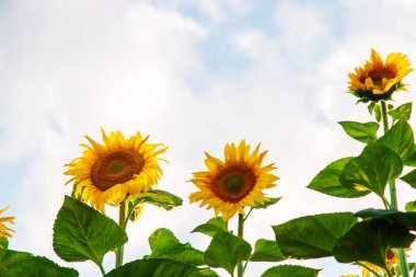 Sahada çiçek açan ayçiçekleri. Seçici odaklanma. Boşluğu kopyala.