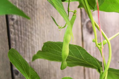 Bahçede selenyum fasulye kabukları. seçici odaklanma. Yemek