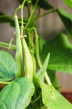 Bahçede selenyum fasulye kabukları. seçici odaklanma. Yemek