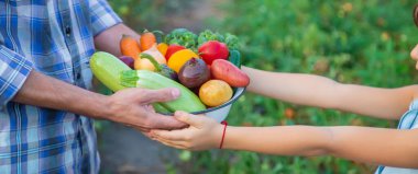 Bahçedeki çocuğun ve babanın ellerinde sebzeler. Seçici odaklanma. Yemek