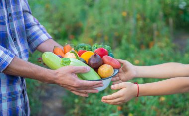 Bahçedeki çocuğun ve babanın ellerinde sebzeler. Seçici odaklanma. Yemek