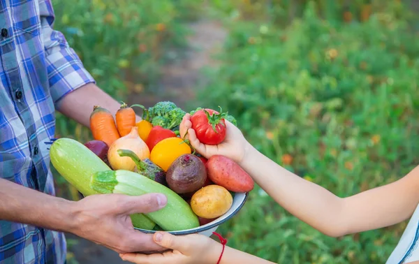 Warzywa Rękach Dziecka Ojca Ogrodzie Selektywne Fokus Food — Zdjęcie stockowe