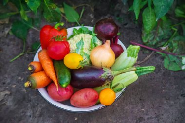 Bahçedeki sebzeleri hasat et. Seçici odaklanma. yiyecek