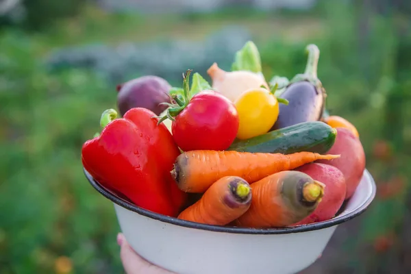 Cosechar Verduras Cultivadas Jardín Enfoque Selectivo Alimentos —  Fotos de Stock