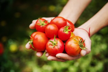 Bir adamın ellerinde domates hasadı. Seçici odaklanma. Doğa.