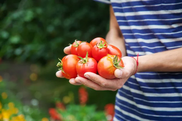 Bir adamın ellerinde domates hasadı. Seçici odaklanma. Doğa.