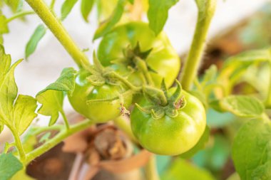 Bahçede yetişen yeşil domatesler. seçici odak Doğa