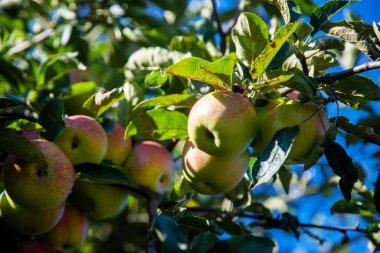 Bahçedeki ağaçtaki kırmızı elmalar. Seçici odaklanma. Doğa