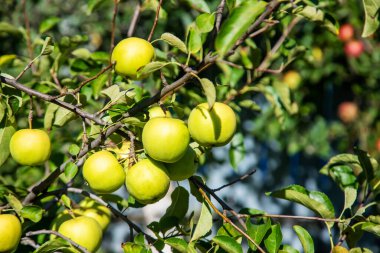 Bahçedeki ağaçtaki yeşil elmalar. Seçici odaklanma. Doğa