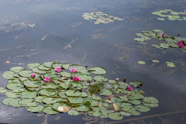 Nenúfar Florece Estanque — Foto de Stock