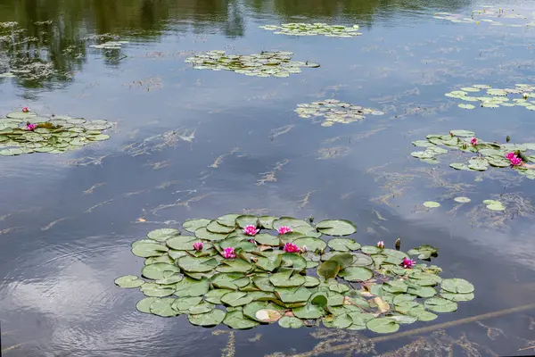 Nenúfar Florece Estanque — Foto de Stock